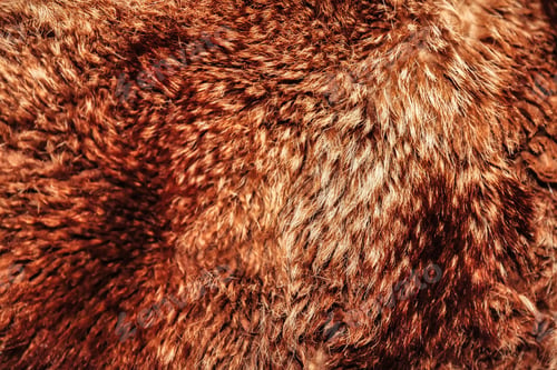 Preview: Close-up background bearskin full frame. Red brown bear fur natural skin
