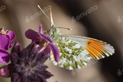 Preview: Closeup of Vibrant Orange-Tip Butterfly on Purple Flowers in Sunlight