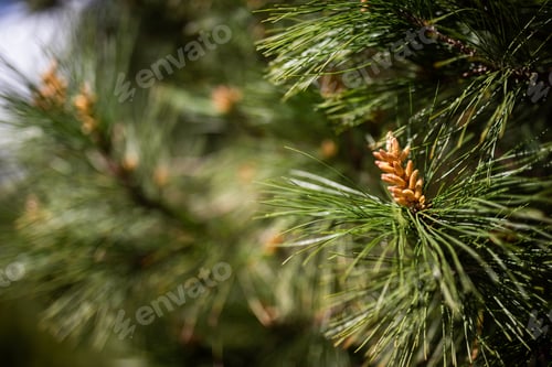 Preview: close up green pine needles tree christmas