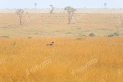 Preview: Majestic lion lounging in the tall grass of a grassy field, surrounded by trees