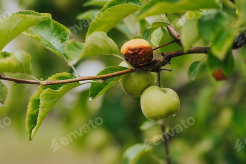 Preview: Closeup of the fresh ripe apples on the tree.