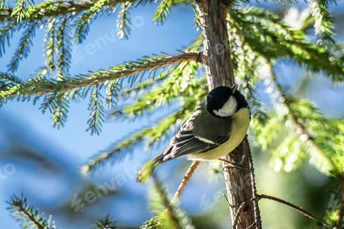 Preview: Cute little sparrow perching of a tree branch at daytime