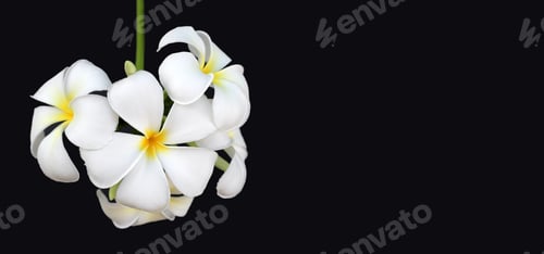 Preview: Plumeria or frangipani flower on dark background. Tropical tree