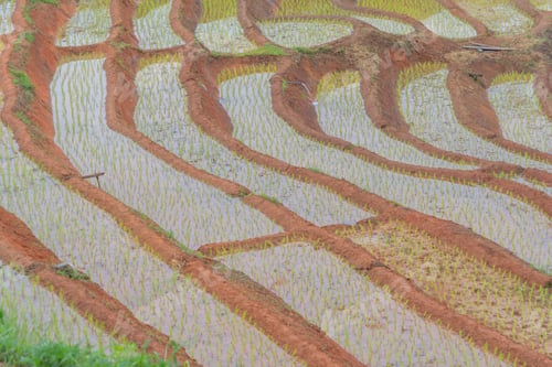 Preview: Fresh paddy rice, green agricultural field in countryside or rural area in Asia. Nature landscape.