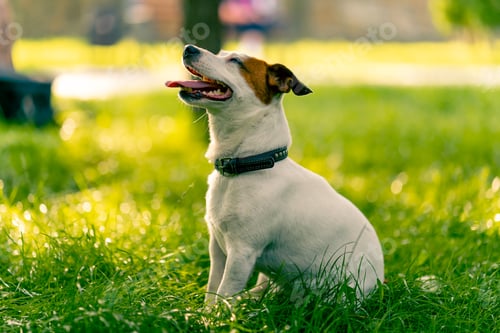Preview: portrait of an active playful jack russell terrier dog on a walk in the park