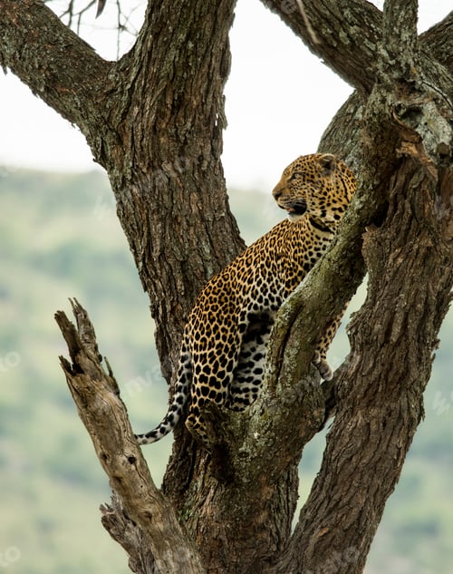 Preview: Leopard resting in tree looking for prey