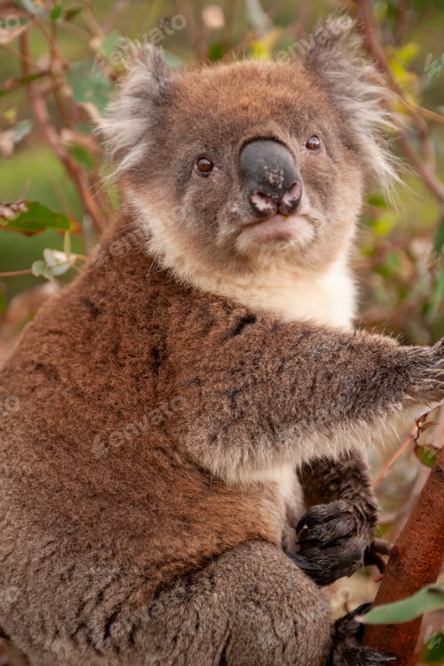 Preview: Koala looking at the camera