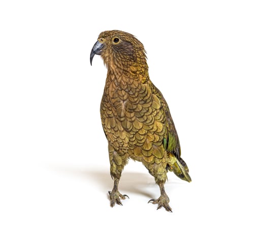 Preview: Kea, Nestor notabilis, or Alpine parrot, standing in front of white background