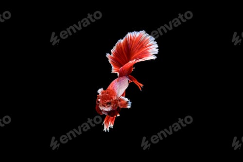 Preview: Siamese fighting fish Betta splendens on black background