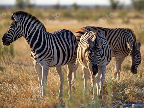 Preview: Group of zibbras in the field on a sunny day in Namibia