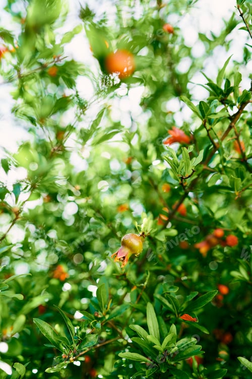 Preview: Pomegranate blooms in red flowers with small fruits on the branches