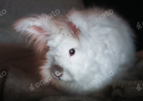 Adorable Fluffy White Rabbit Portrait Close-Up Indoors