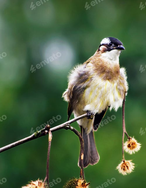 Preview: A Beautiful and Breathtaking China Wildlife pictures