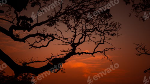 Preview: Silhouetted tree branch and beautiful evening sky photograph