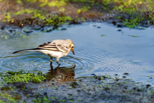 Preview: Juvenile white wagtail or Motacilla alba in river