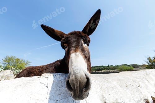 Preview: Portrait of curious donkey, Menorca, Spain