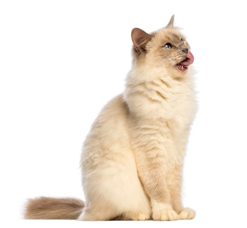 Preview: Birman sitting, looking up and licking against white background