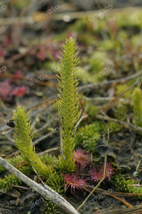 Preview: Closeup on the small and rare inundated, northern bog or marsh clubmoss, Lycopodiella inundata