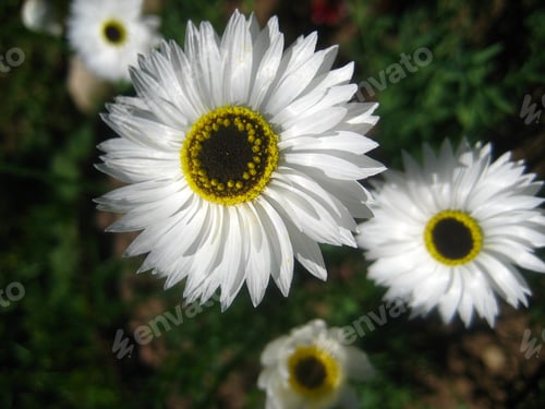 Preview: garden chamomile, floristry concept, flower care