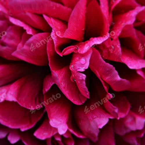 Preview: Big blossom in hot pink