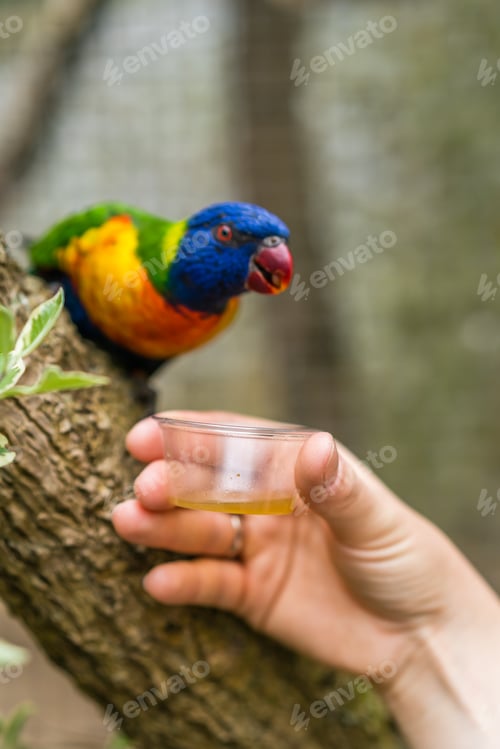 Preview: Feeding Brightly Colored Lorikeet with Yellow Nectar