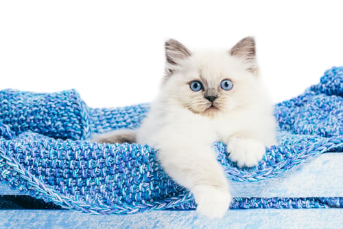 Preview: Ragdoll cat, small kitten portrait on blue blanket. White background