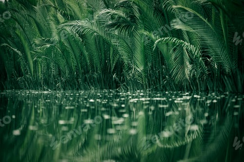 Preview: Nypa fruticans, Trees in the mangrove forest