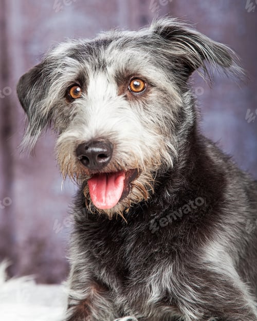Preview: Closeup Happy Scruffy Crossbreed Dog Grey