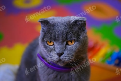 Preview: Gray cat with yellow eyes with purple collar on colorful background