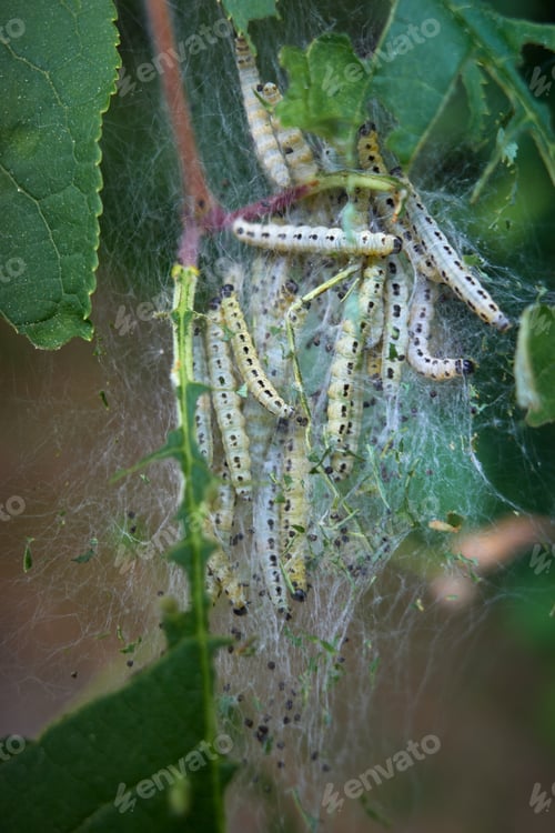 Preview: Bird cherry leaves in a web and parasitic caterpillars.