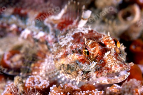 Preview: Close up of red coralline sculpin
