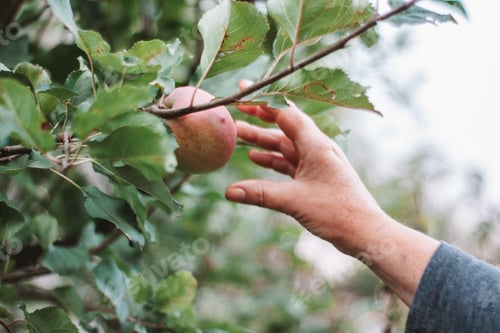 Preview: Apple picking