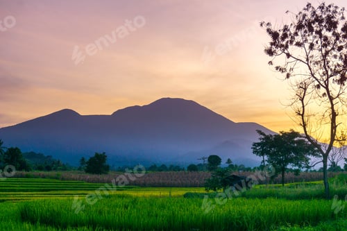 Preview: indonesia beauty landscape paddy fields in north bengkulu natural beautiful morning view from asia
