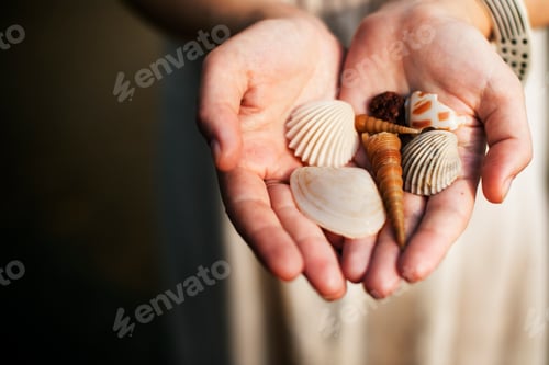 Preview: Closeup of hands showing collection of seashells