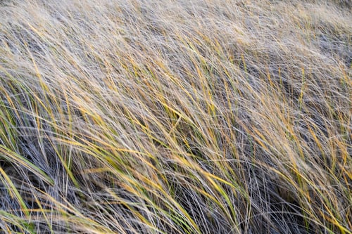 Preview: Field of windswept sea grasses at dusk