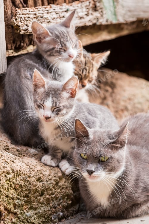 Preview: Small kittens with mom in Tuscany in Italy