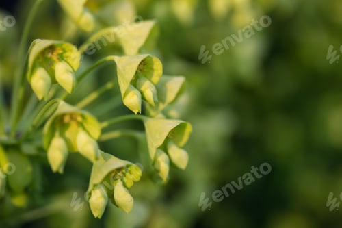 Preview: Close up macro picture of green flowers blossoming