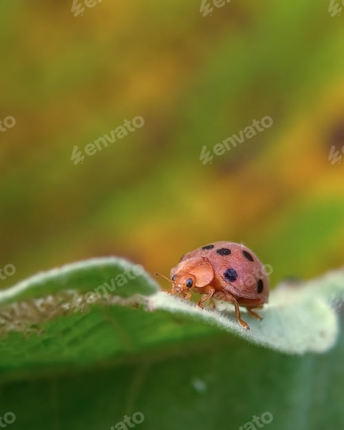 Preview: Ladybug, nature background photo