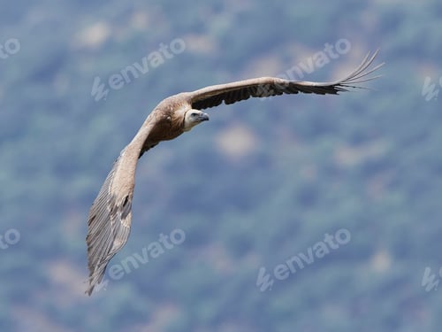 Preview: Griffon vulture (Gyps fulvus)