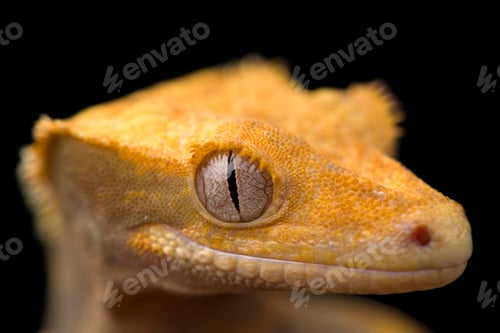 Preview: The crested gecko сute isolated on black background