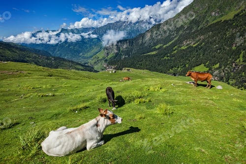 Preview: Cows grazing in Himalayas