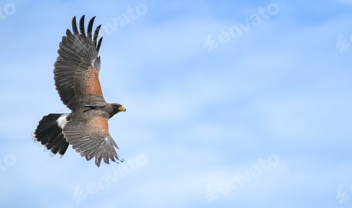 Preview: Harris hawks flying into the wind in clear skies