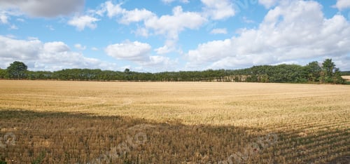 Preview: Countryside in harvest