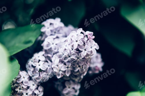 Preview: Blooming lilac tree