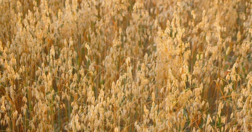 Preview: Close-up of ripe golden ears oat swaying in the light wind in field. The concept of agriculture