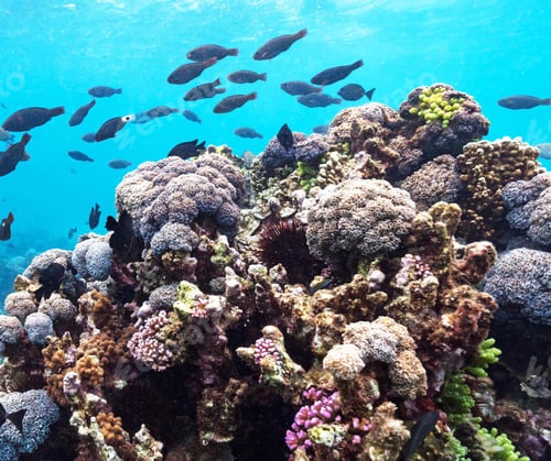 Preview: Shallow underwater seascape, fish underwater photo
