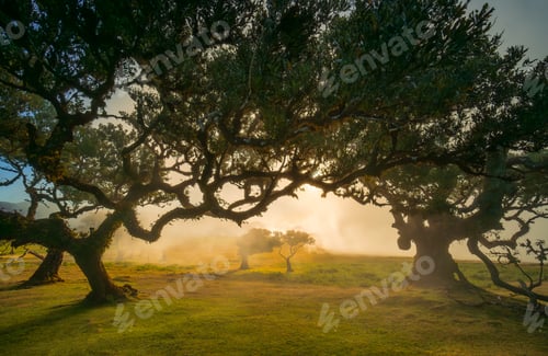 Preview: The Fanal Forest, part of the indigenous Laurisilva Forest, is located in Madeira
