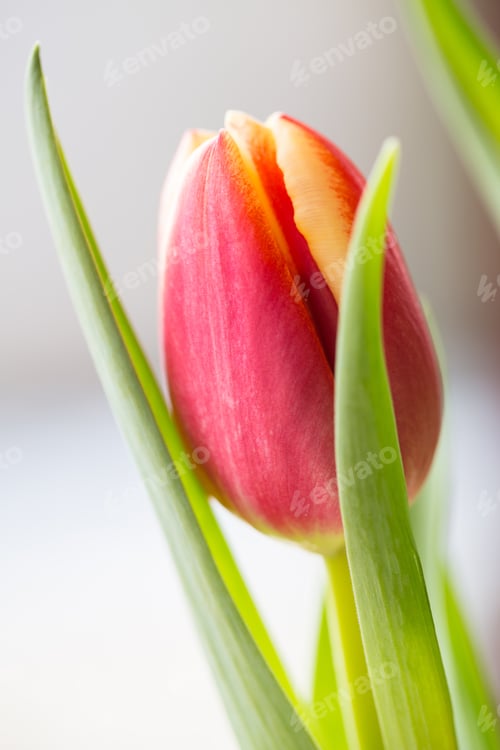 Preview: Single Tulip Backlit In Spring Season