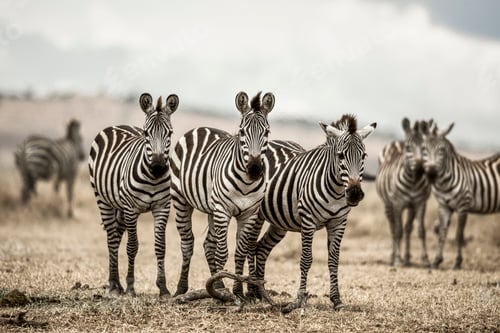 Preview: Zebras herd standing together in an african savanna