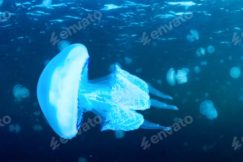 Preview: Jellyfish Underwater